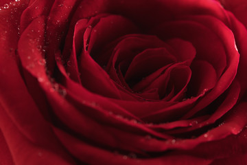 Closeup red rose with water drops