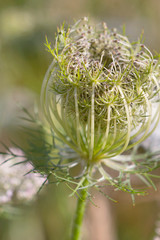 A close up of a parsley root flower head