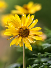 Yellow chamomile closeup