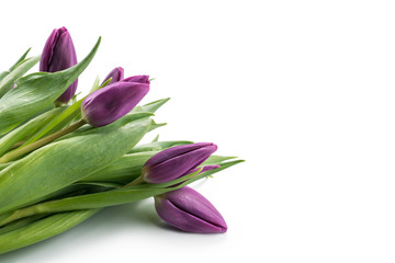 Bouquet of purple tulips on white with copy space