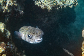 Underwater Marine Life: Fish, Clams, Corals, Divers