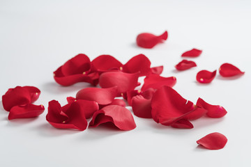 Fototapeta na wymiar Red rose petals on white background