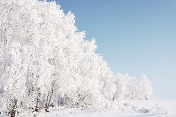 winter landscape with trees