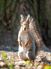 squirrel