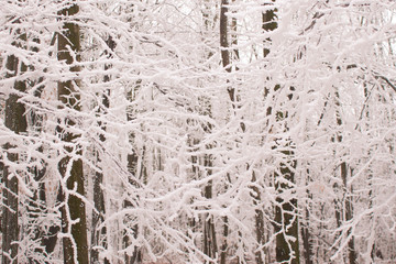 Snowy trees in a winter forest.