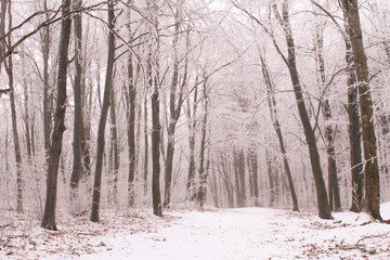 Snowy trees in a winter forest.