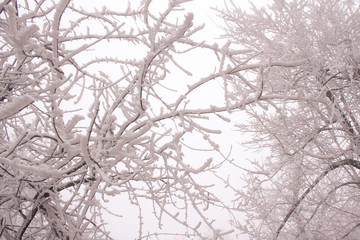 Snowy trees in a winter forest.