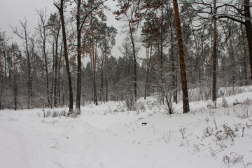 Snowy pine forest in Kiev in winter. Ukraine