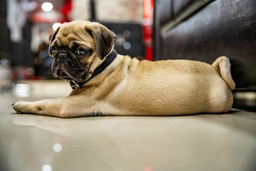 Pug lay on Floor and looking or wait someone