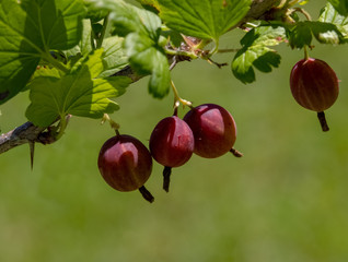 Gooseberry /Ribes uva-crispa/  branch with dark red berries on a blurred foliage background. Healthy, vitamin-rich, dietary berries.