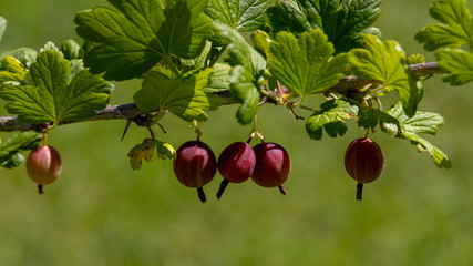 Gooseberry /Ribes uva-crispa/  branch with dark red berries on a blurred foliage background. Healthy, vitamin-rich, dietary berries.