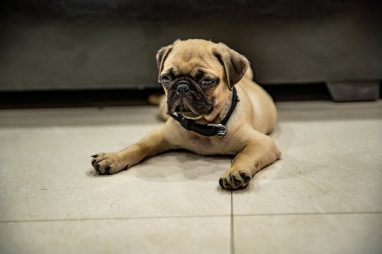 Pug lay on Floor and looking or wait someone