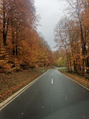 Fototapeta premium road in forest