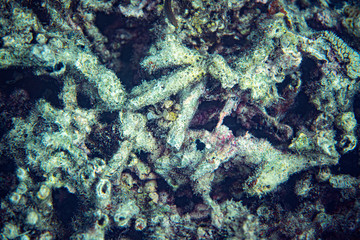 Underwater Marine Life: Fish, Clams, Corals, Divers