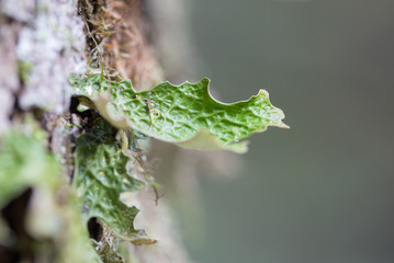 Lobaria pulmonaria, or oak lungwort rare lichens in the primary beech forest and growing on the bark old trees