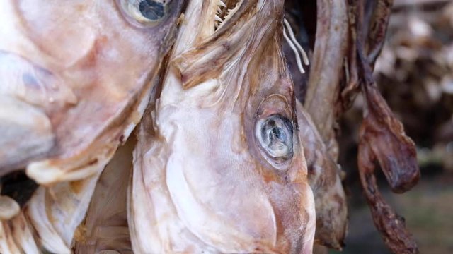 Closeup of a Codfish's head with eyes and sharp teeth. Best fish on the Lofoten Island.