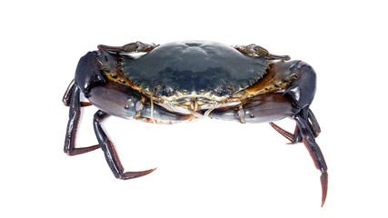 Giant Mud Crabs (Scylla serrata) also known as Black Crab, Mangrove Crab