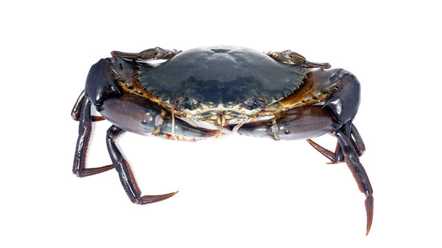 Giant Mud Crabs (Scylla serrata) also known as Black Crab, Mangrove Crab