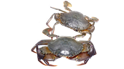 Giant Mud Crabs (Scylla serrata) also known as Black Crab, Mangrove Crab, Serrated Mud Crab,