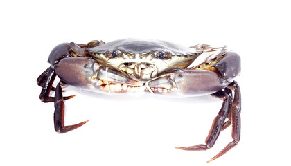 Giant Mud Crabs (Scylla serrata) also known as Black Crab, Mangrove Crab, Serrated Mud Crab,