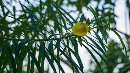 Blumen von Sansibar Tansanien