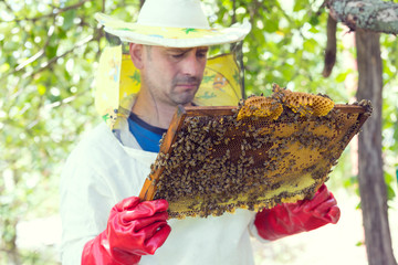 A man works in an apiary collecting bee honey 