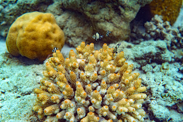 Underwater Marine Life: Fish, Clams, Corals, Divers