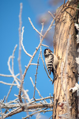 a woodpecker sits on the trunk of a winter tree against a blue sky