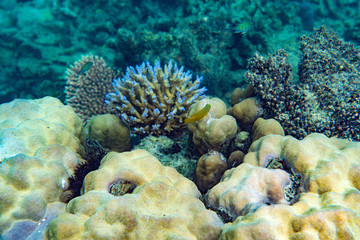 Underwater Marine Life: Fish, Clams, Corals, Divers