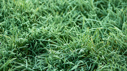 background of grass with frost