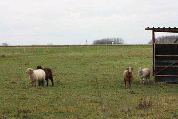 Schafe im Winter auf der Weide