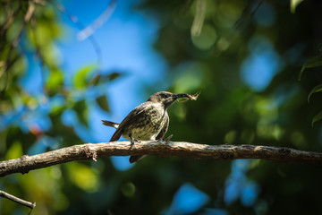 Female Amethyst Sunbird 2