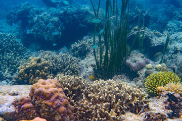 Underwater Marine Life: Fish, Clams, Corals, Divers