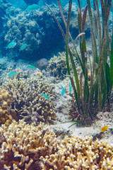 Underwater Marine Life: Fish, Clams, Corals, Divers