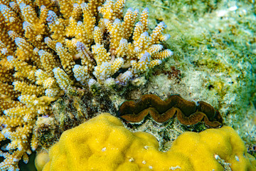 Underwater Marine Life: Fish, Clams, Corals, Divers