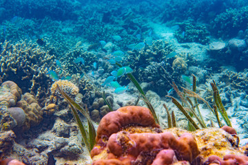 Underwater Marine Life: Fish, Clams, Corals, Divers