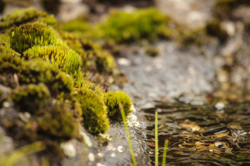 Moss by Water
