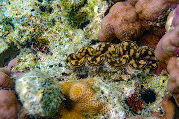 Underwater Marine Life: Fish, Clams, Corals, Divers