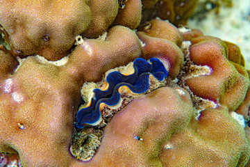 Underwater Marine Life: Fish, Clams, Corals, Divers
