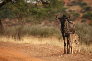 Blue Wildebeest (Connochaetes taurinus) family, mother with baby.
