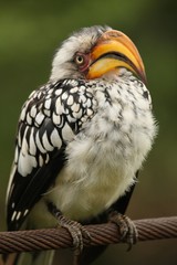 outhern Yellow-billed Hornbill (Tockus leucomelas) in Pilanesberg natural park.