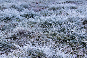 Beautiful grass in hoarfrost. Winter landscape. A grass under the snow. Grass covered with ice and hoarfrost
