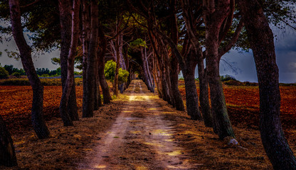 Obraz premium Allee in Süditalien