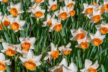 Poster Narcis boeket close-up patroon achtergrond bovenaanzicht. Macro eerste lente bloemen (narcis) narcissen in bloemenmarkt uit de tuin. Bloeiende heldere narcis of narcis van bovenaf © Oleg1824f