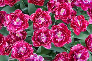 Top view of pink terry tulips.