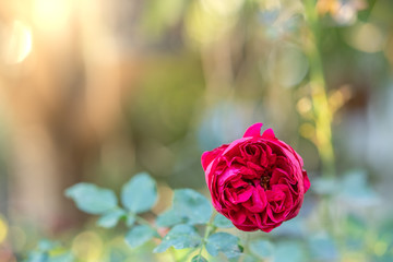 Fototapeta na wymiar Beautiful blooming red rose in garden.