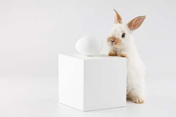 Easter bunny rabbit with white cube and egg