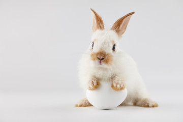 Easter bunny rabbit with egg on white background