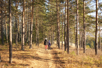 Fototapeta premium Walking in the forest