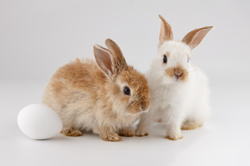 White and ginger baby rabbits with egg